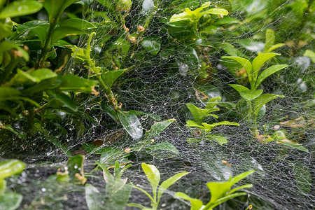 雨后花园里的蜘蛛网