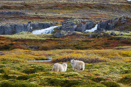 山羊群摄影照片_美丽的山景，羊群在高原上吃草。