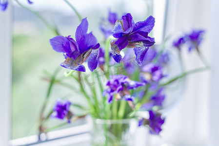 窗户上花瓶里美丽的蓝紫色虹膜的特写