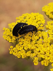 黄花上的草原慢甲虫繁殖
