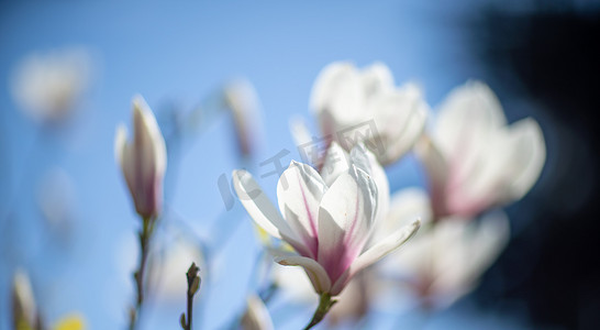 玉兰花瓣摄影照片_玉兰树上模糊的白玉兰背景上盛开的白玉兰花