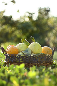 绿色背景篮子里的柿子和柑橘