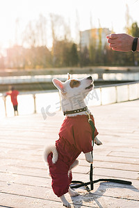 在冬季公园寒冷的日子里，女人在户外训练她的小狗杰克罗素梗犬 — 宠物或狗配饰和主人的概念