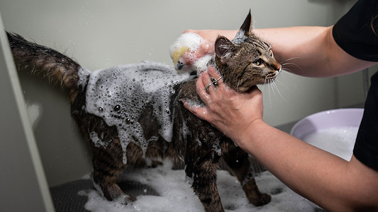 一位女士在美容沙龙里给一只虎斑灰猫洗头。