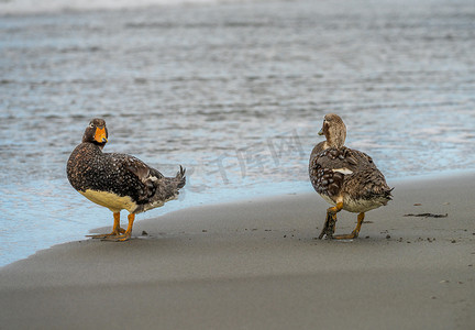 两只福克兰汽船鸭子在福克兰群岛的海浪中行走