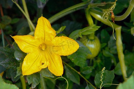 南瓜花摄影照片_黄色南瓜在露天开花。纹理或背景