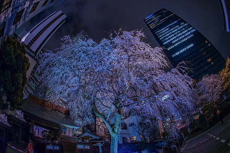 新宿的摩天大楼和点亮的樱花