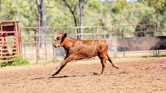 奔跑的牛摄影照片_澳大利亚乡村牛仔竞技表演中奔跑的小牛