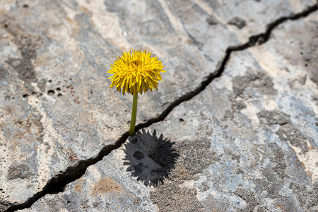 从混凝土或水泥的裂缝中生长出的黄色蒲公英花
