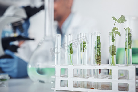 植物科学摄影照片_用于医学、保健知识或自然生长研究的科学、实验室或试管植物。