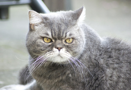 可爱黄人摄影照片_一只黄眼睛的悲伤灰色英国猫的特写肖像，最喜欢的宠物