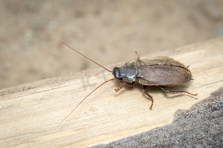 双翅目点状蟑螂或太平洋甲虫蟑螂的图像。