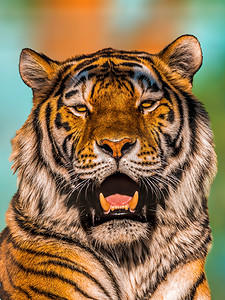 国画老虎摄影照片_一只英俊的老虎露出牙齿并打哈欠