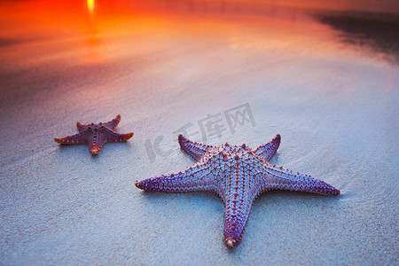 日落时海滩上的两只海星
