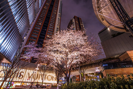 夜樱花摄影照片_六本木盛开的夜樱花