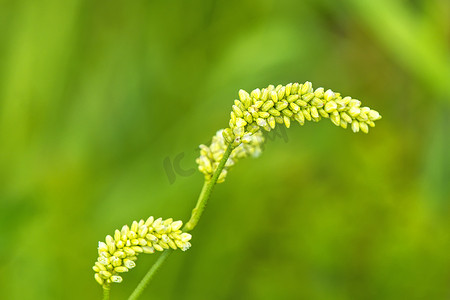 荞麦，花有绿色背景