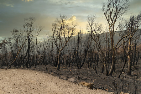 澳大利亚蓝山夏季严重丛林大火烧毁森林