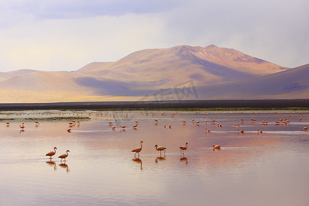 纳西达摄影照片_拉古纳科罗拉达，红湖倒影与火烈鸟，波托西安第斯山脉，玻利维亚