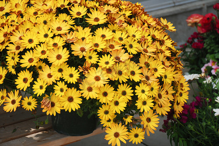 黄色ostespermum或dimorphotheca花，黄色花