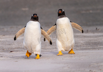 福克兰群岛布拉夫湾的两只巴布亚企鹅走向大海