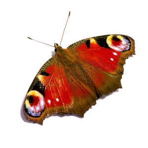 蝴蝶粉色背景摄影照片_蝴蝶 - 欧洲孔雀蝴蝶。