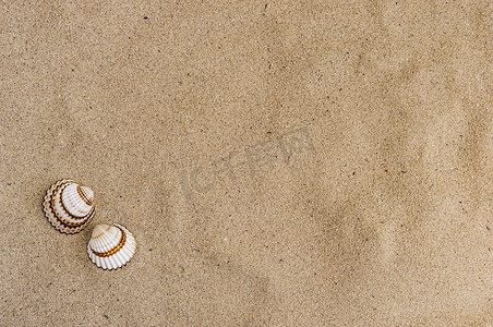 沙滩夏季背景与沙滩上的贝壳