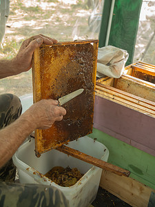 养蜂人用小刀切掉蜜框上的蜡。