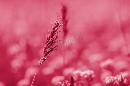 红色花朵海报背景摄影照片_草地上有新鲜的草和黄色的花朵。