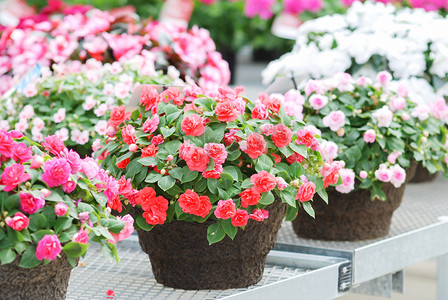 盆栽凤仙花，学名 Impatiens walleriana 花