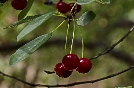 花园里的樱桃或酸樱桃枝，上面有甜甜可口的红色水果