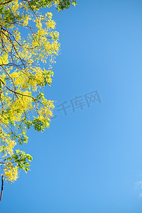 黄金雨树，决明子瘘泰国国花