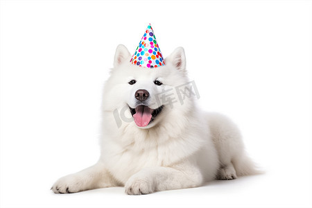 生日横幅摄影照片_有趣的大白色蓬松萨摩耶犬的肖像在白色背景上孤立的生日帽。