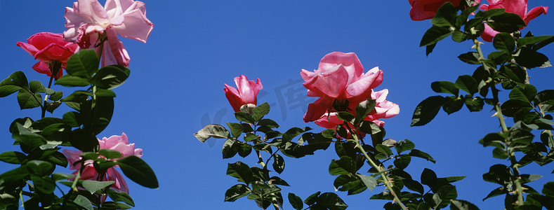晴朗天空下绽放的粉红玫瑰的低视角