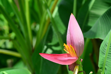 锦鸡摄影照片_Musa ornata（开花香蕉） Banana bua luang