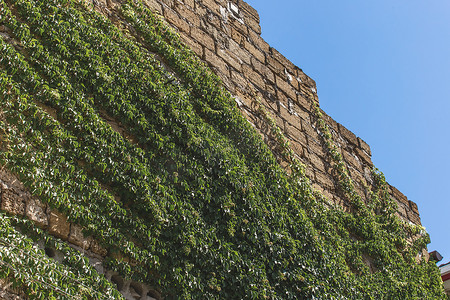 老建筑墙上的植被和绿色天然常春藤植物和藤蔓在天空的衬托下