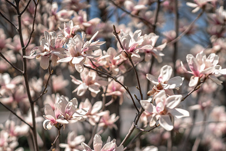 玉兰花瓣摄影照片_春天盛开的玉兰，映衬着柔和的散景蓝天和粉红色背景，构图广泛。