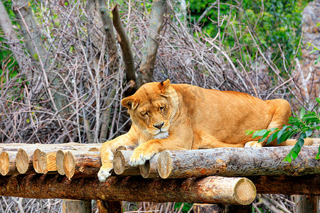 一只母狮在木头平台上安静地睡觉，并晒着太阳。