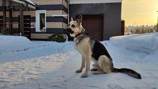 冬天，德国牧羊犬在村庄或城市的房子附近，周围有白雪。