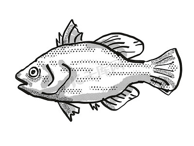 刺鲈澳大利亚鱼卡通复古绘图