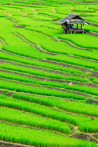 泰国清迈湄占县的梯田稻田