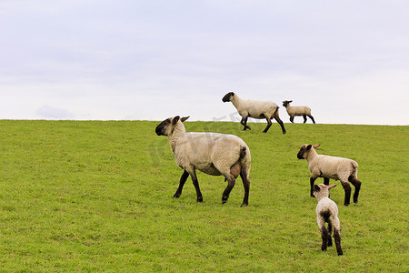 羊群在绿色的草地上行走