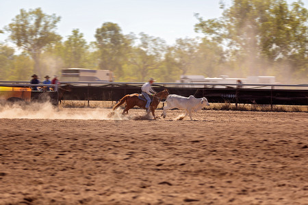 营地选秀活动，围捕牛——澳大利亚独有