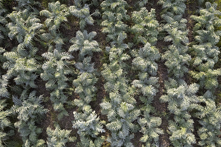 生长的驼背蓟冬季蔬菜的鸟瞰图