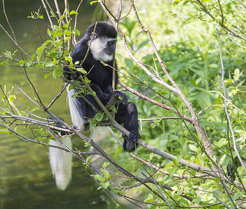 年幼的 Mantled guereza 猴也叫 Colobus guereza 吃树叶，爬过水面的树枝，自然阳光，复制空间