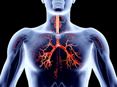 内脏器官 - 支气管动脉