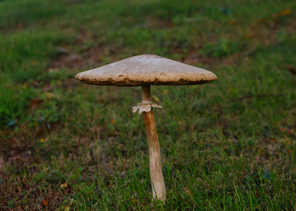 小草特写摄影照片_雨天过后，小草长出了蘑菇