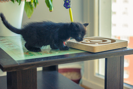 小黑猫在大桌子上嗅着他最喜欢的玩具