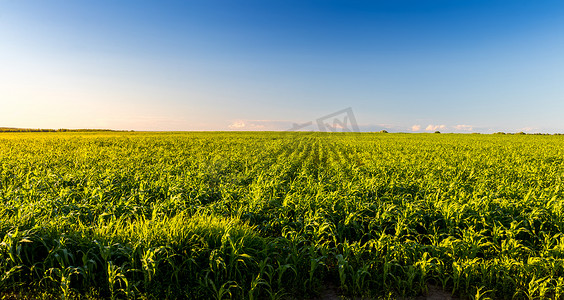 农田里有年轻的绿色玉米，在晴朗的阳光明媚的夜晚，天空蔚蓝。