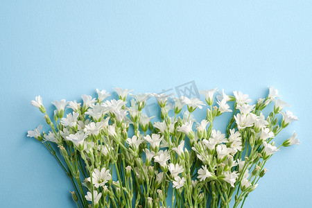 蓝色背景中的白色鼠耳繁缕花，顶视图