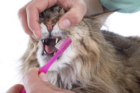 缅因浣熊猫和牙刷